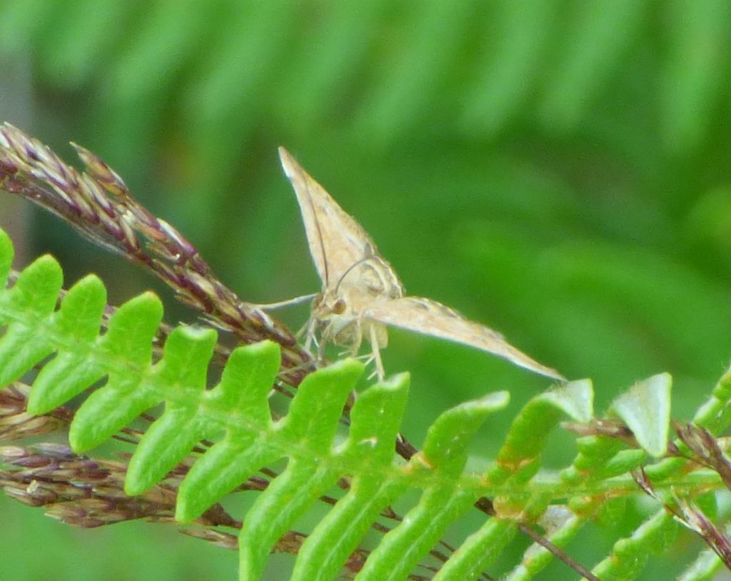 Falena da identificare 2